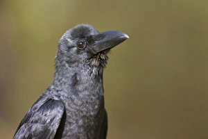 Madhya Pradesh Prints: Jungle Crow (Corvus macrorhynchos) adult