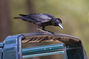 Jungle Crow (Corvus macrorhynchos) adult, perched on car, Kanha N. P. Madhya Pradesh, India, March