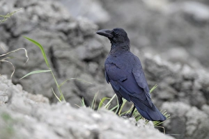 Jungle Crow (Corvus macrorhynchos) adult, standing on ploughed fishpond bank, Hong Kong, China, September