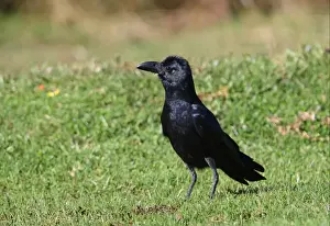 Horton Plains Prints: Jungle Crow (Corvus macrorhynchos culminatus) adult