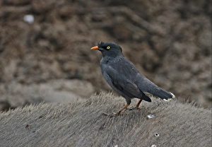 Tigers Prints: Jungle Myna (Acridotheres fuscus fumidus) adult