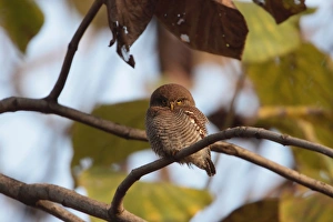 Himalayan Prints: Jungle Owlet (Glaucidium radiatum) adult