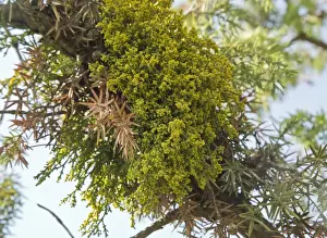 Middle East Prints: Juniper Dwarf Mistletoe (Arceuthobium oxycedri) hemiparasite on juniper