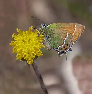 Utah Prints: Juniper Hairstreak (Callophrys gryneus) adult female