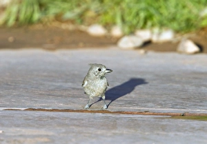 Uutah Prints: Juniper Titmouse - Utah America