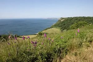 Blue Prints: Jurassic Coast at Weston Mouth near Sidmouth on a fine high summer day with foxgloves flowering with blue sky