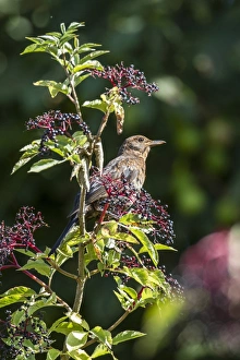 Turdus Prints: Juvenile Blackbird feeding on elder berries