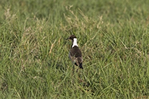 Botswana Prints: Juvenile Blacksmith Lapwing or Blacksmith Plover