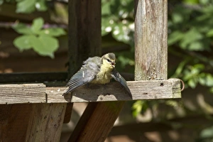 Blue Prints: Juvenile Blue Tit sun bathing on a garden bird table