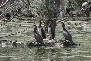 Phalacrocorax Prints: Juvenile Great Cormorants at Lake Kerkini