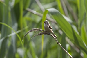 Reed Prints: Juvenile Penduline Tit on reed. - Bulgaria