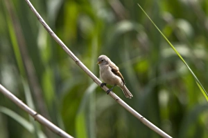 Juvenile Penduline Tit on reed. - Bulgaria