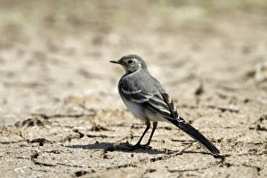 Juvenile Pied Wagtail on dry mud