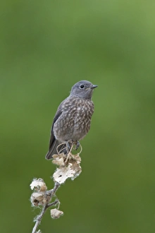 American Prints: juvenile Townsends Solitaire