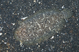 Strait Prints: Kai Sole (Aseraggodes kaianus) adult