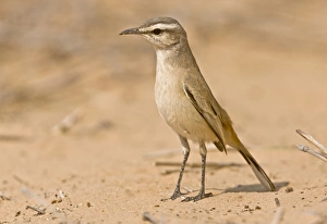 Cape Prints: Kalahari Scrub-robin (Erythropygia paena) adult