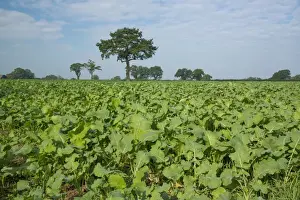 Agriculture Prints: Kale (Brassica oleracea) and Stubble Turnip (Brassica rapa subsp)