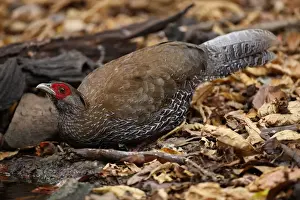 Hens Prints: Kalij Pheasant (Lophura leucomelanos) adult female