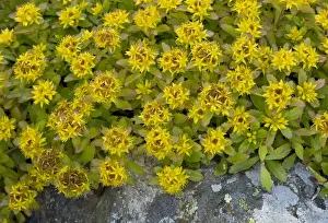 : Kamchatka Stonecrop (Sedum kamtschaticum) flowering, September