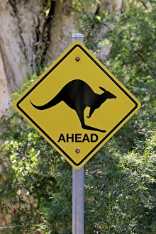 Signs Prints: Kangaroo crossing road sign, Wilsons Promontory N. P. Victoria, Australia, November