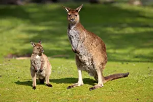 Macropod Prints: Kangaroo Island Kangaroo (Macropus fuliginosus fuliginosus) adult female with young