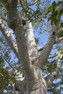 Branch Prints: Kapok (Ceiba pentandra) close-up of trunk and branches, Cuba, November