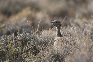 Karoo Prints: Karoo Bustard (Eupodotis vigorsii) adult male