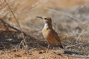 Song Bird Prints: Karoo Long-billed Lark (Certhilauda subcoronata) adult