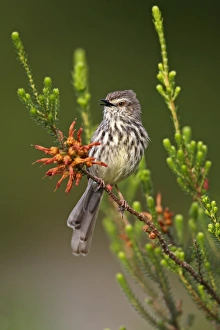 Spotted Prints: Karoo Prinia (Prinia maculosa) adult