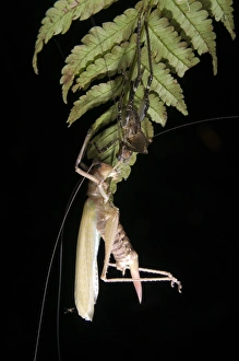 Orthoptera Prints: Katydid (Tettigoniidae sp. ) adult