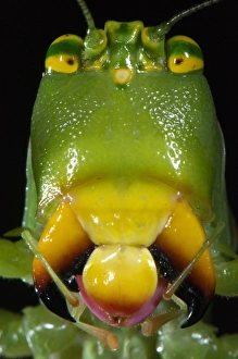 Orthoptera Prints: Katydid (Tettigoniidae sp. ) adult female