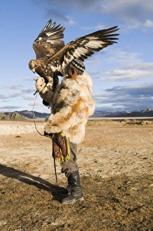 Golden Prints: Kazakh hunter with Golden Eagle (Aquila chrysaetos)