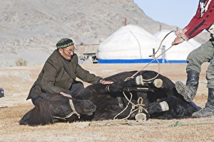 Tradition Prints: Kazakh nomads shoeing horse, Altai Mountains, Bayan-Ulgii, Western Mongolia, october