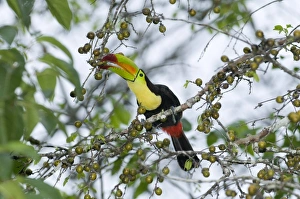 Toucan Prints: Keel-billed Toucan (Ramphastos sulfuratus) adult