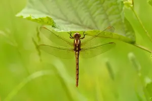 Oxfordshire Prints: Keeled Skimmer (Orthetrum coerulescens) adult female