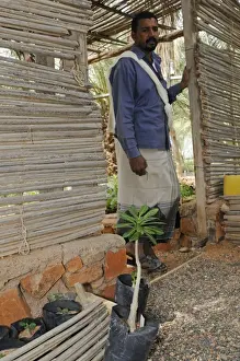 Saplings Prints: Keeper of plant nursery with young Dragon-blood Tree (Dracaena cinnabari)