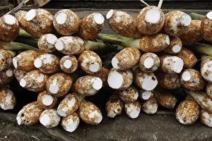 Roots Prints: Keladi Tikus (Typhonium flagelliforme) harvested root crop