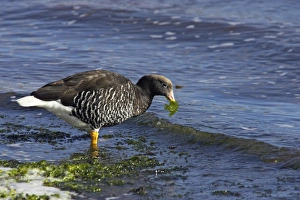Alga Prints: Kelp Goose (Chloephaga hybrida) adult female