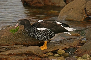Kelp Goose (Chloephaga hybrida) adult female, feeding on kelp, New Island, Falkland Islands, March