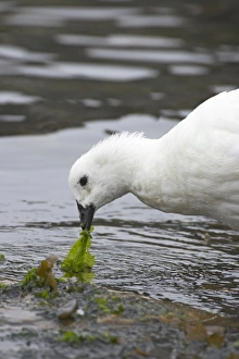 Alga Prints: Kelp Goose (Chloephaga hybrida) adult male