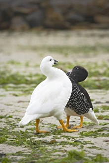 Displays Prints: Kelp Goose (Chloephaga hybrida) adult pair