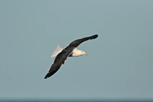Seagull Prints: Kelp Gull (Larus dominicanus) adult