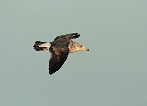 Seagull Prints: Kelp Gull (Larus dominicanus) subadult