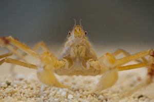 Gravel Prints: Kelp Spider Crab (Hyas araneus) adult
