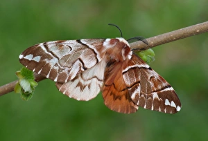 Lepidoptera Prints: Kentish Glory Moth (Endromis versicolora) adult, showing gynandromorphic phenotype