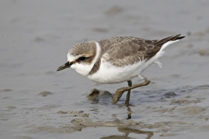 Deep Bay Prints: Kentish Plover (Charadrius alexandrinus) adult