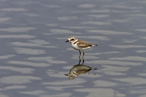 Pplover Prints: Kentish Plover, female summer. Coto Donana, Spain