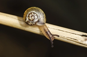 Snails Prints: Kentish Snail (Monacha cantiana) baby