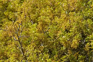 Leaves Prints: Kermes Oak (Quercus coccifera) close-up of leaves and flowers