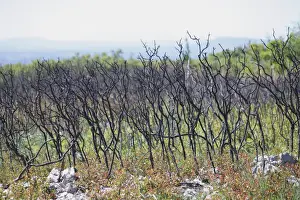 Burnt Prints: Kermes Oak (Quercus coccifera) regenerating after fire in garrigue habitat